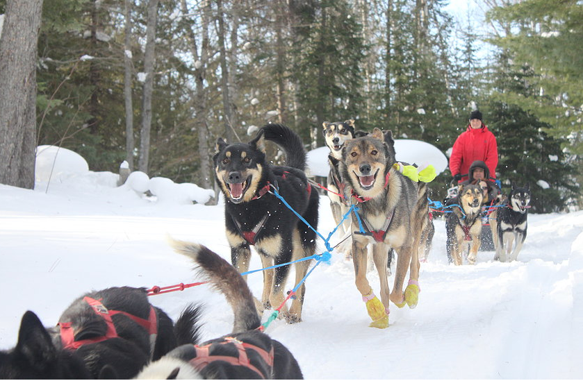 Dog Sled Rides